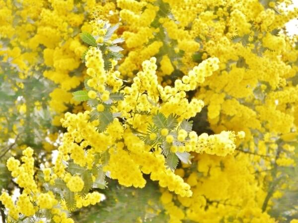 ミモザの黄色い花