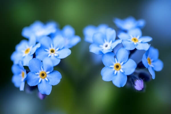 勿忘草の青い花