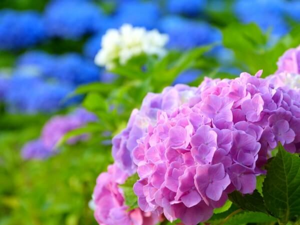 色んな色の紫陽花
