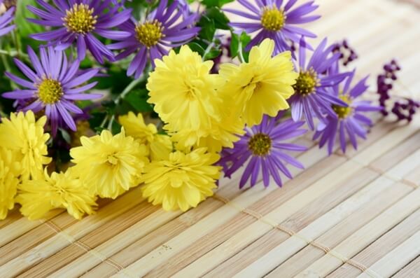 黄色と紫の菊