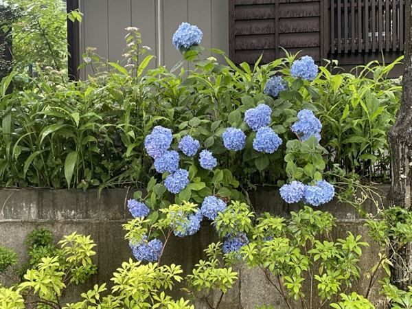 生け垣に植えた青い紫陽花