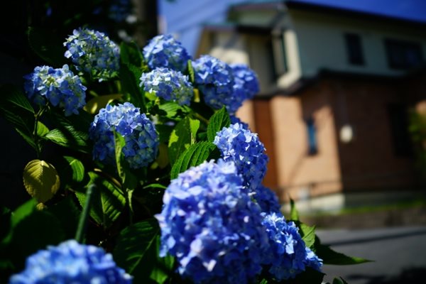庭先に植えた青い紫陽花