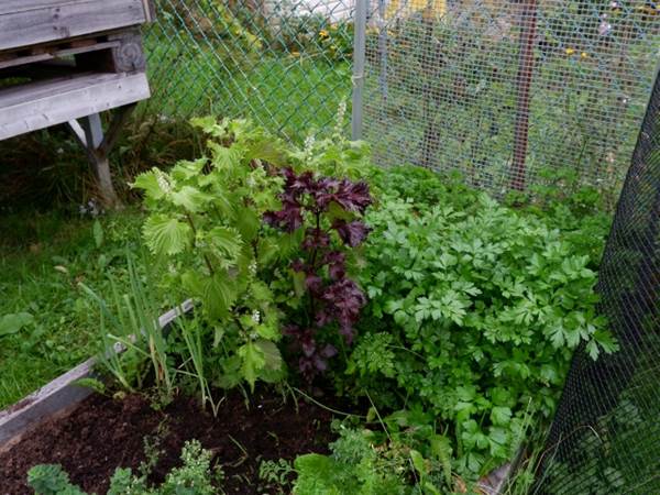 青シソと赤シソを植えた家庭菜園