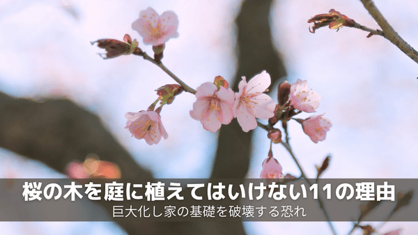 桜の木を庭に植えてはいけない11の理由