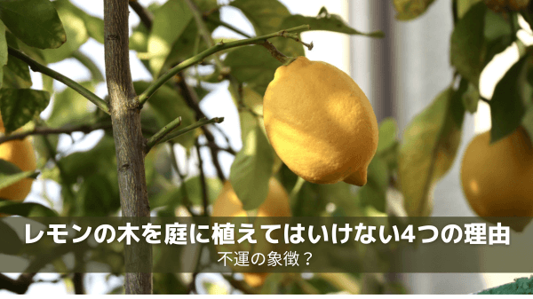 レモンの木を庭に植えてはいけない4つの理由