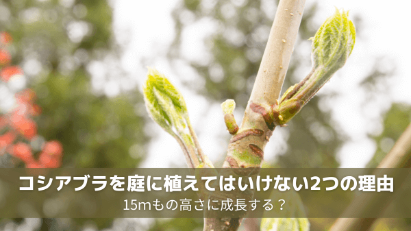コシアブラを庭に植えてはいけない2つの理由｜15ｍもの高さに成長する？