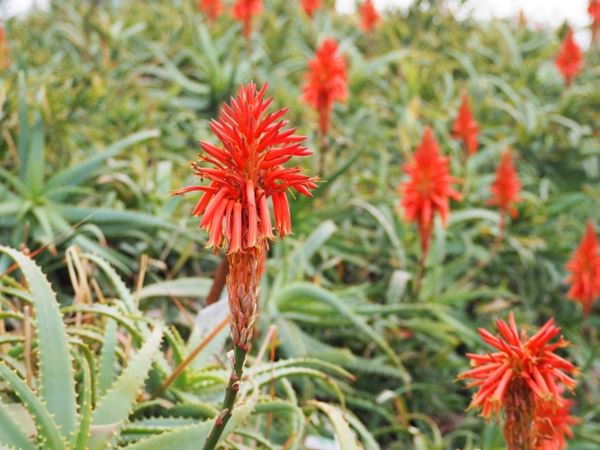 キダチアロエの赤い花