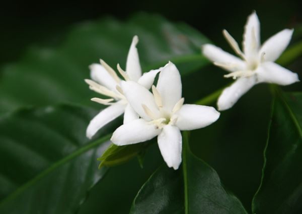 コーヒーノキの白い花