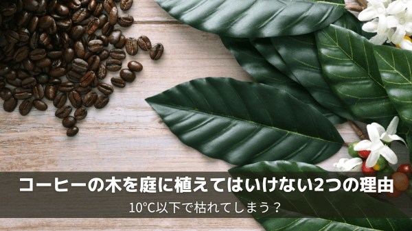 コーヒーの木を庭に植えてはいけない2つの理由｜10℃以下で枯れてしまう？