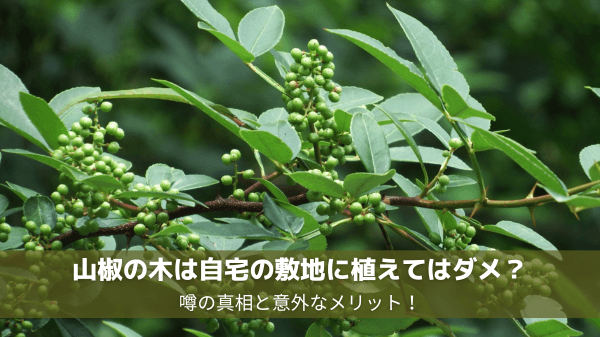 山椒の木は自宅の敷地に植えてはダメ？