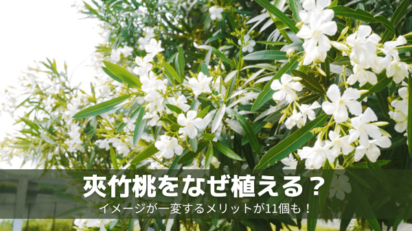 夾竹桃をなぜ植える？イメージが一変するメリットが11個も！